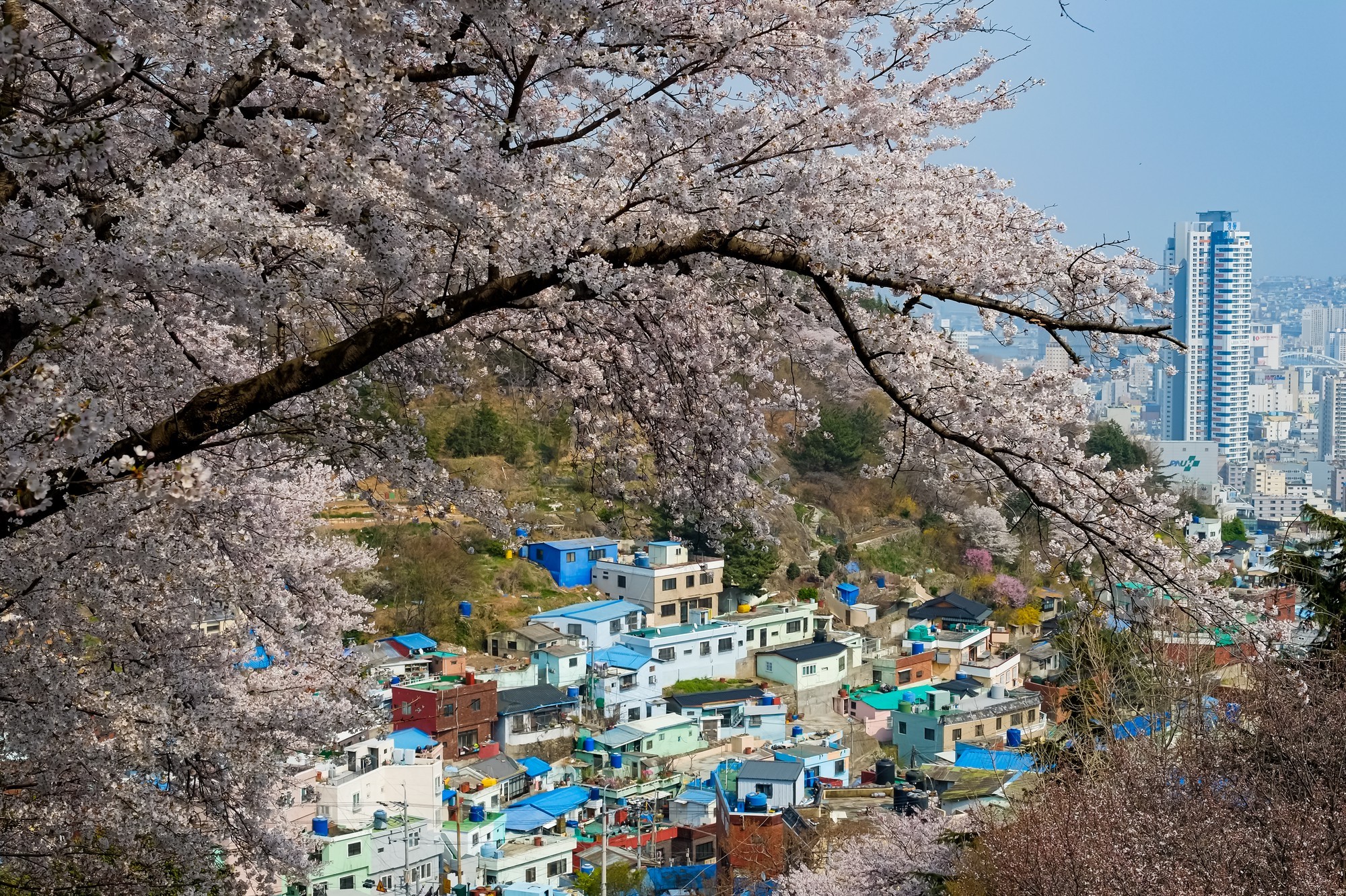 Picture of blooming trees in Busan