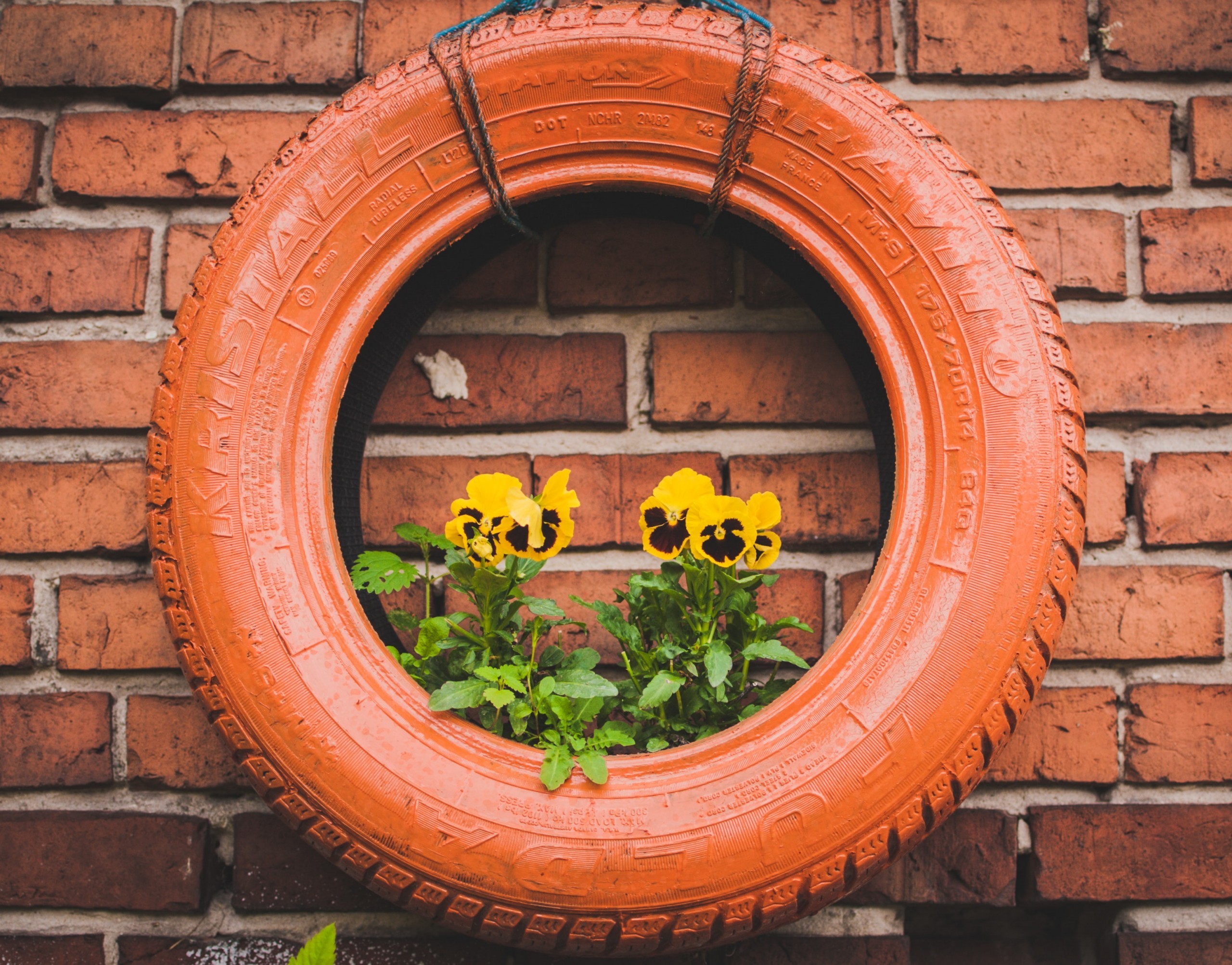 A rubber tire repurposed as a plant pot